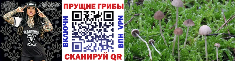 Галлюциногенные грибы GOLDEN TEACHER  Купить закладки  Кизляр 